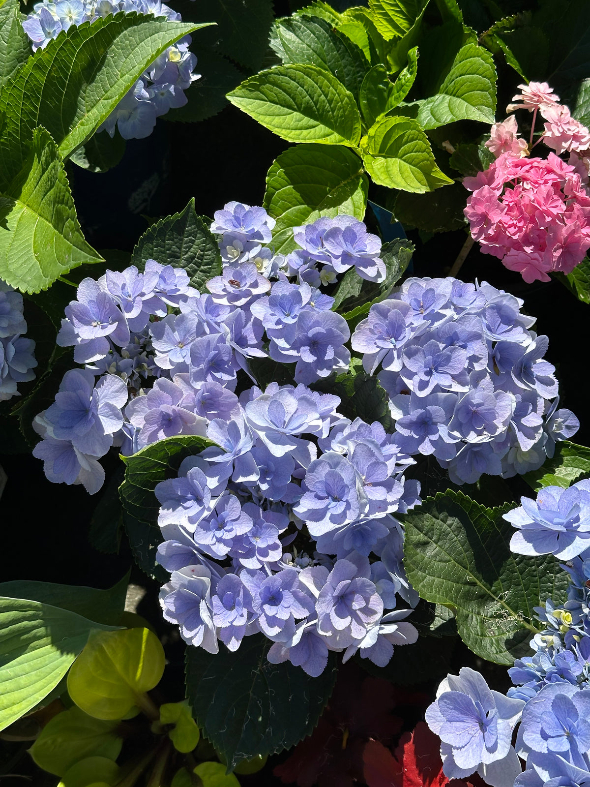 Hydrangea You & Me Forever