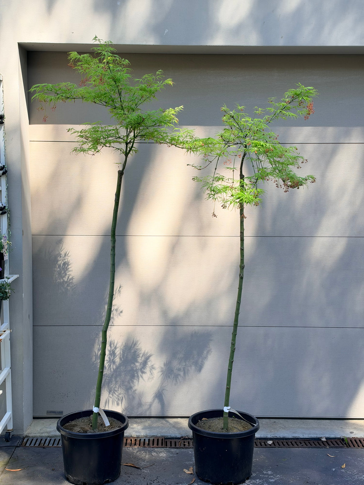 Acer palmatum dissectum Filigree