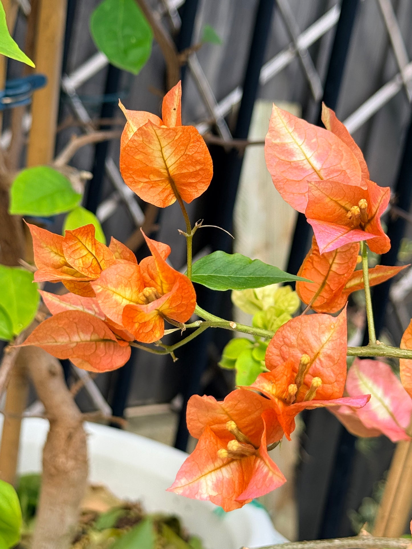 Bougainvillea Chitra Gold