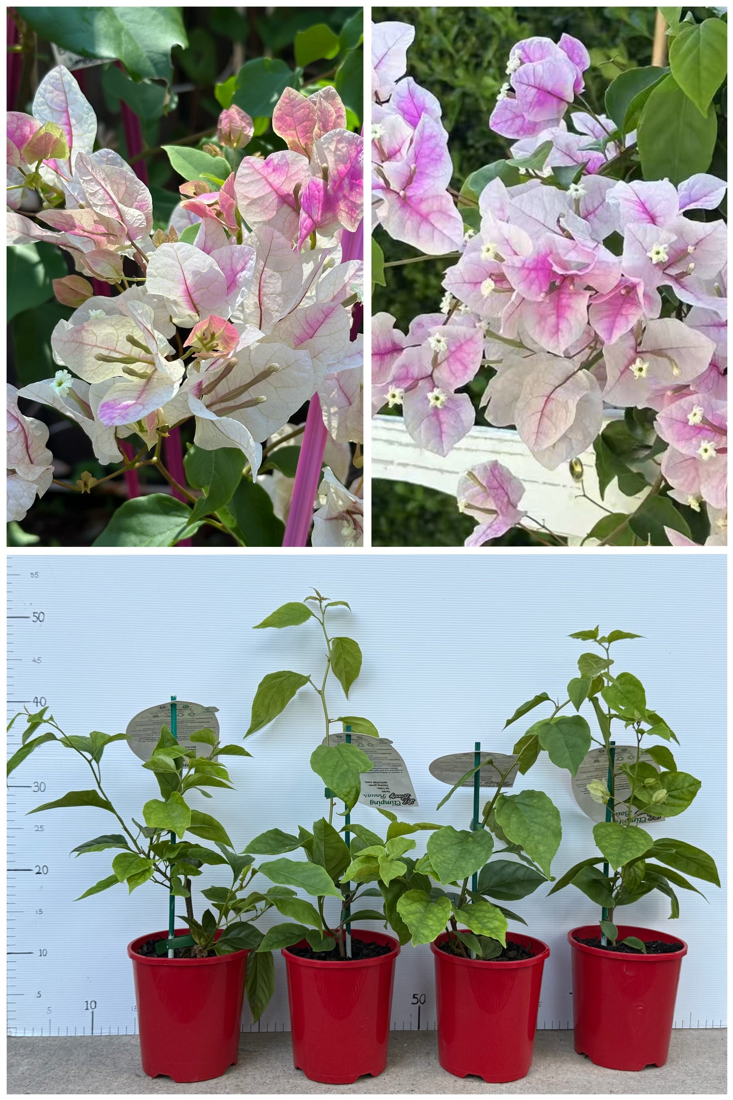 bougainvillea Ice Cream