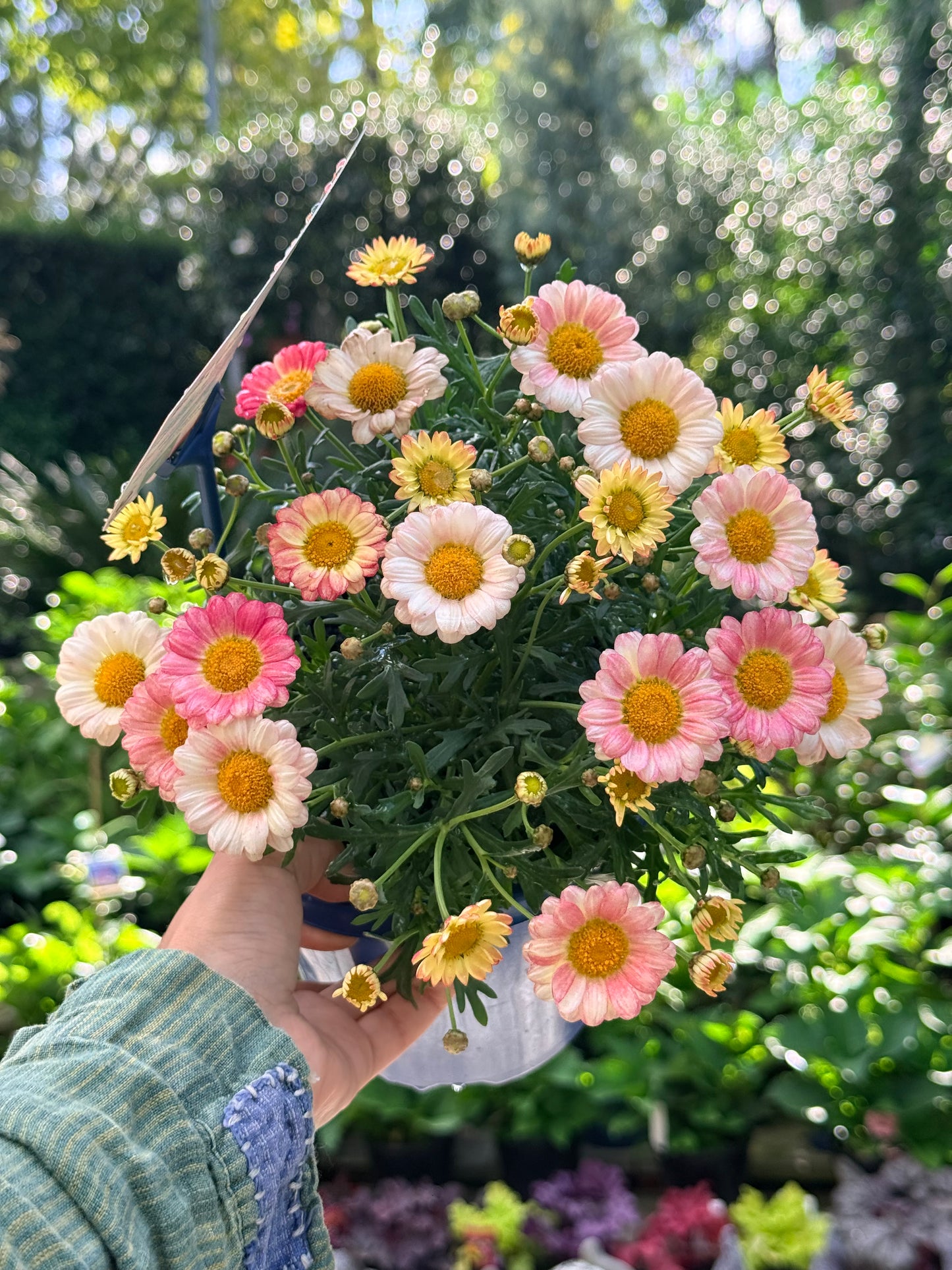 Argyranthemum Elite Sweets