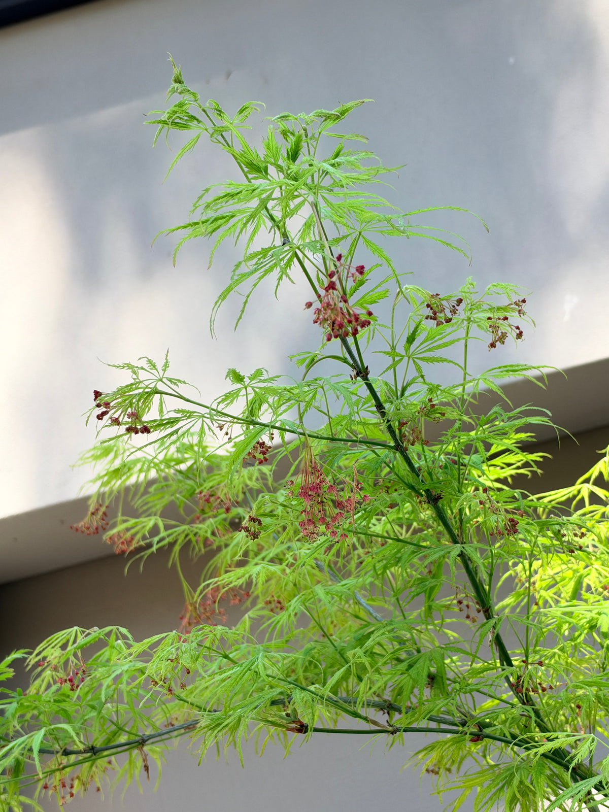 Acer palmatum dissectum Filigree