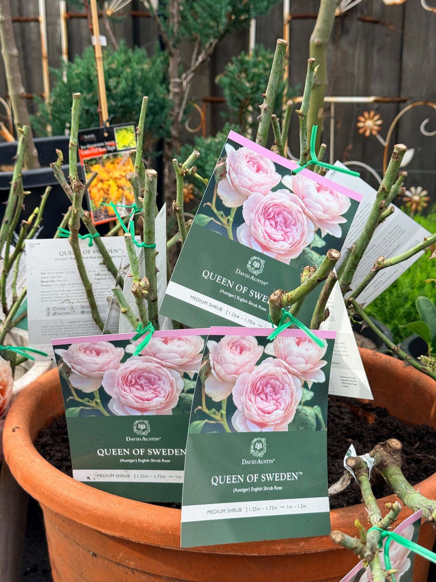 Dormant bare-root Queen of Sweden roses with David Austin plant labels in Beecroft nursery