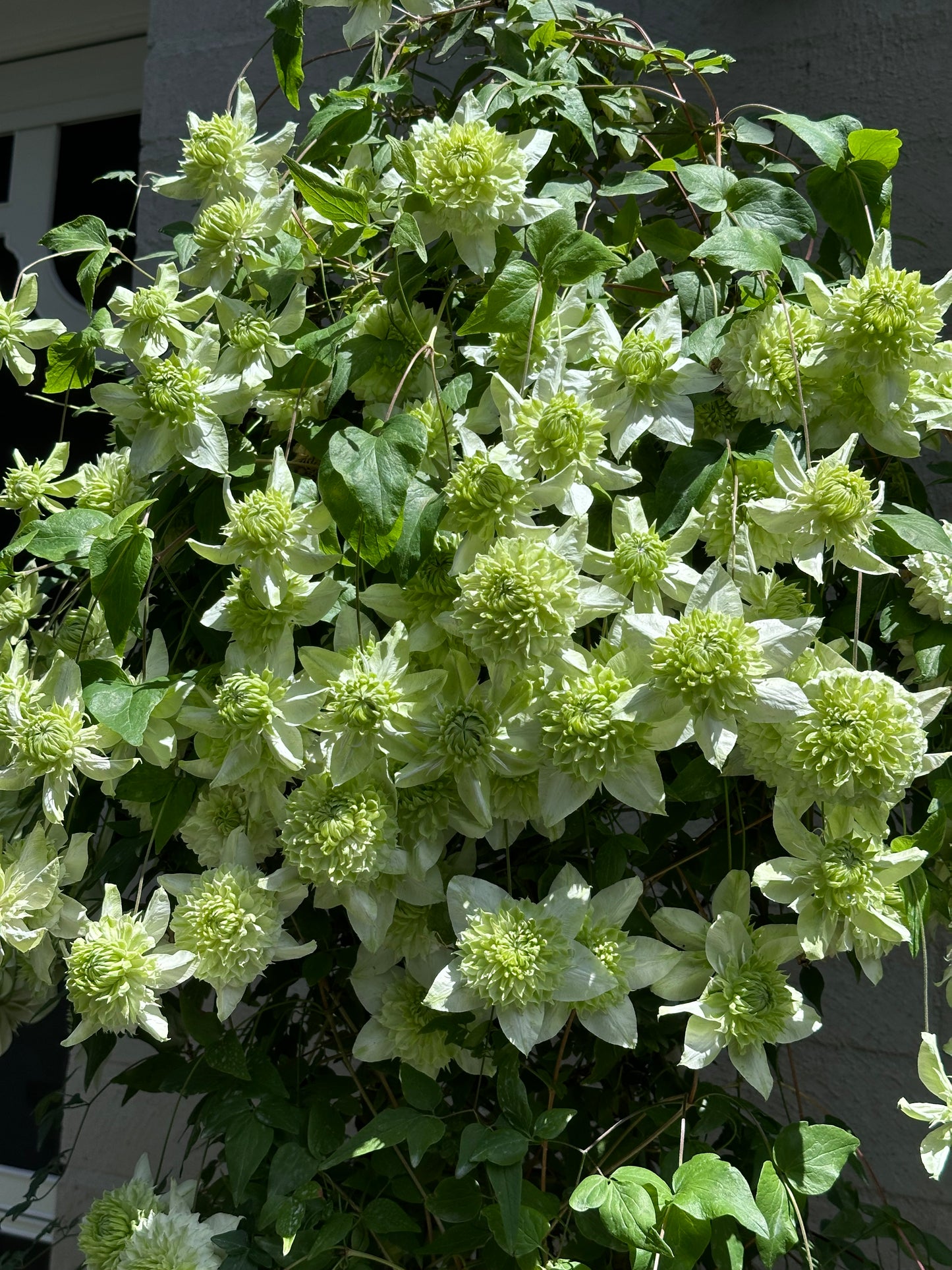 Clematis Florida Plena