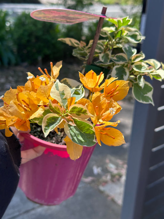 bougainvillea Golden Ice