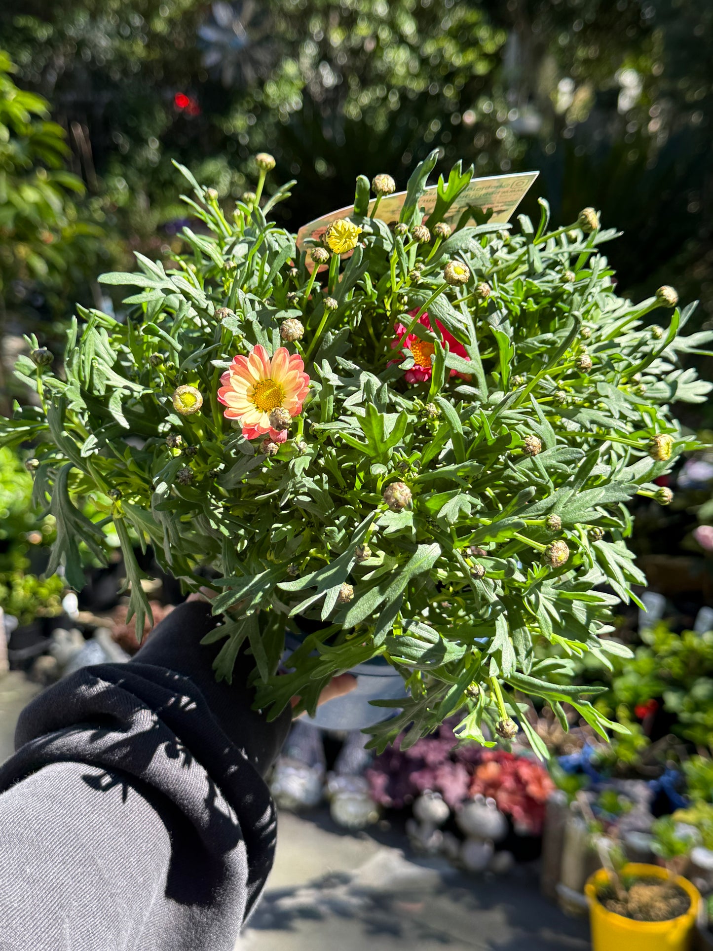 Argyranthemum Elite Sweets