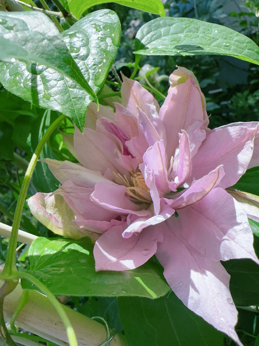Clematis Violet Elizabeth