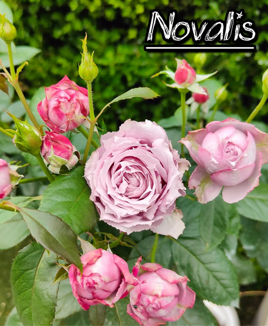 Standard Rose - Novalis