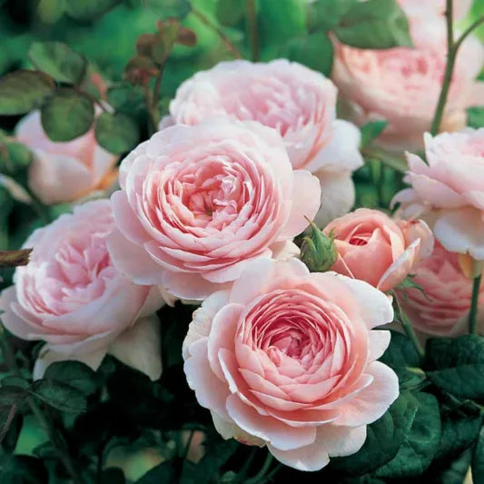 Rose Queen Of Sweden-Bare root