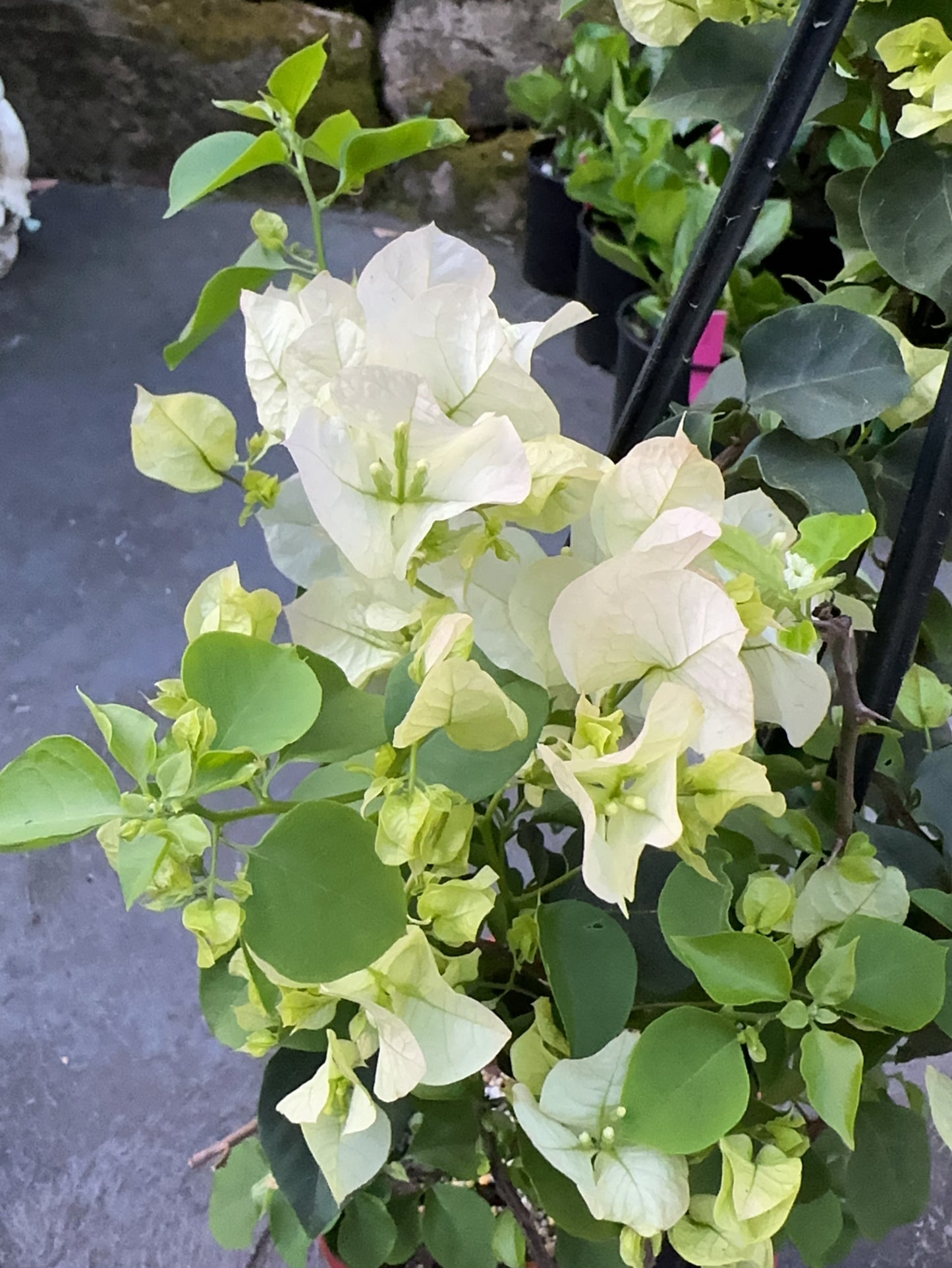 bougainvillea vera white