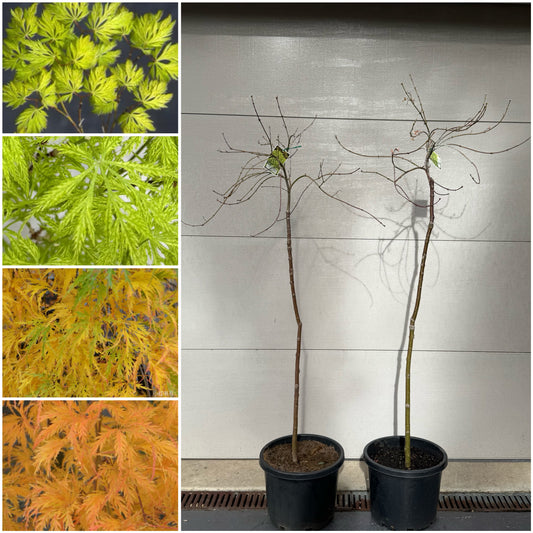 Acer palmatum dissectum Filigree
