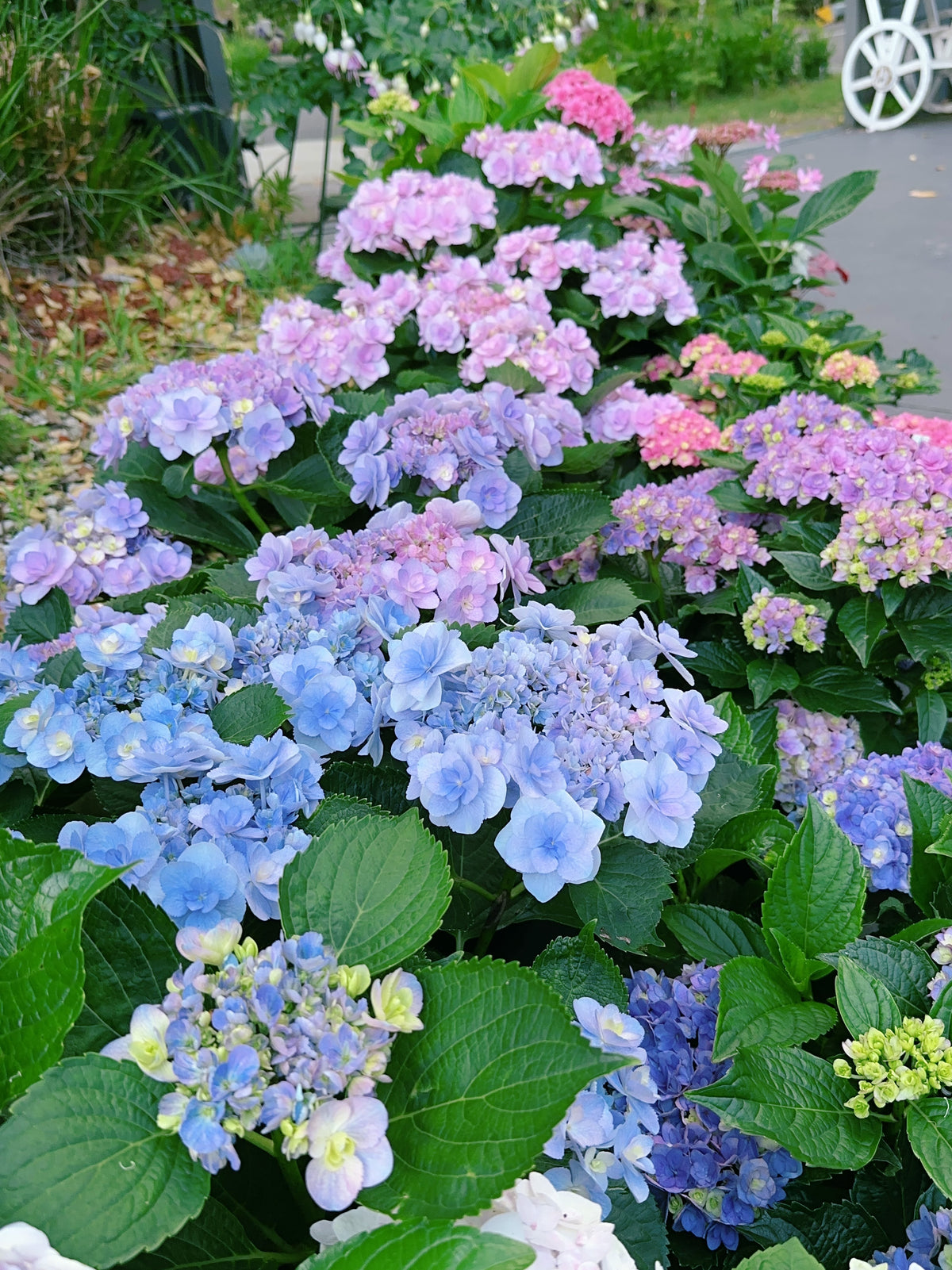 Hydrangea You & Me Forever