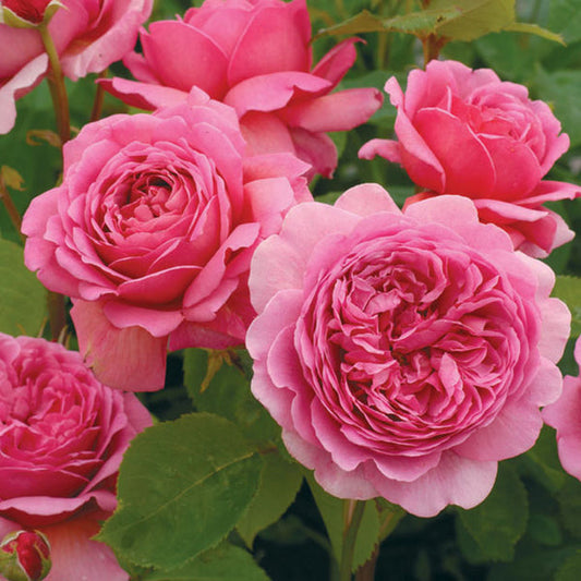 Rose Princess Alexandra of Kent -Bare root