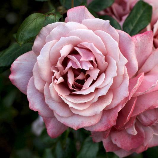 Rose Mirage - Bare root
