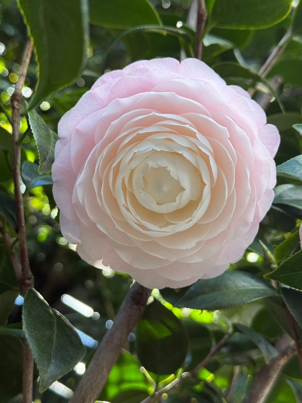 Camellia Japonica
'COMMANDER MULROY"