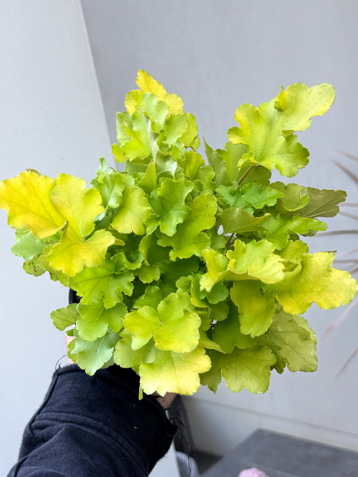 Heuchera Lime Marmalade