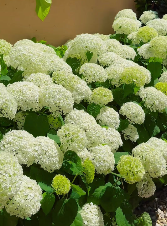 Hydrangea arborescens Annabelle