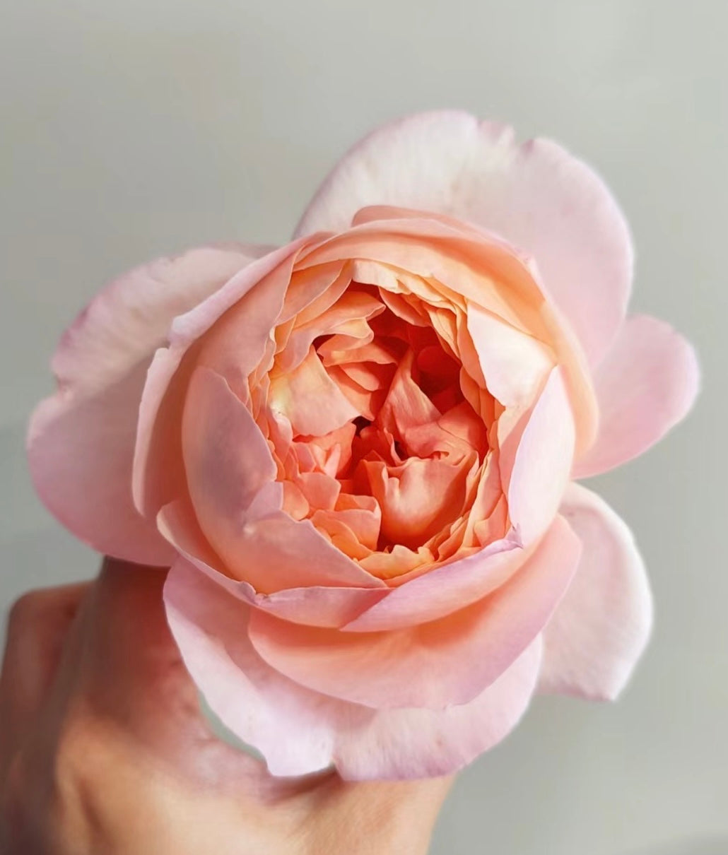 Rose Heaven on Earth
