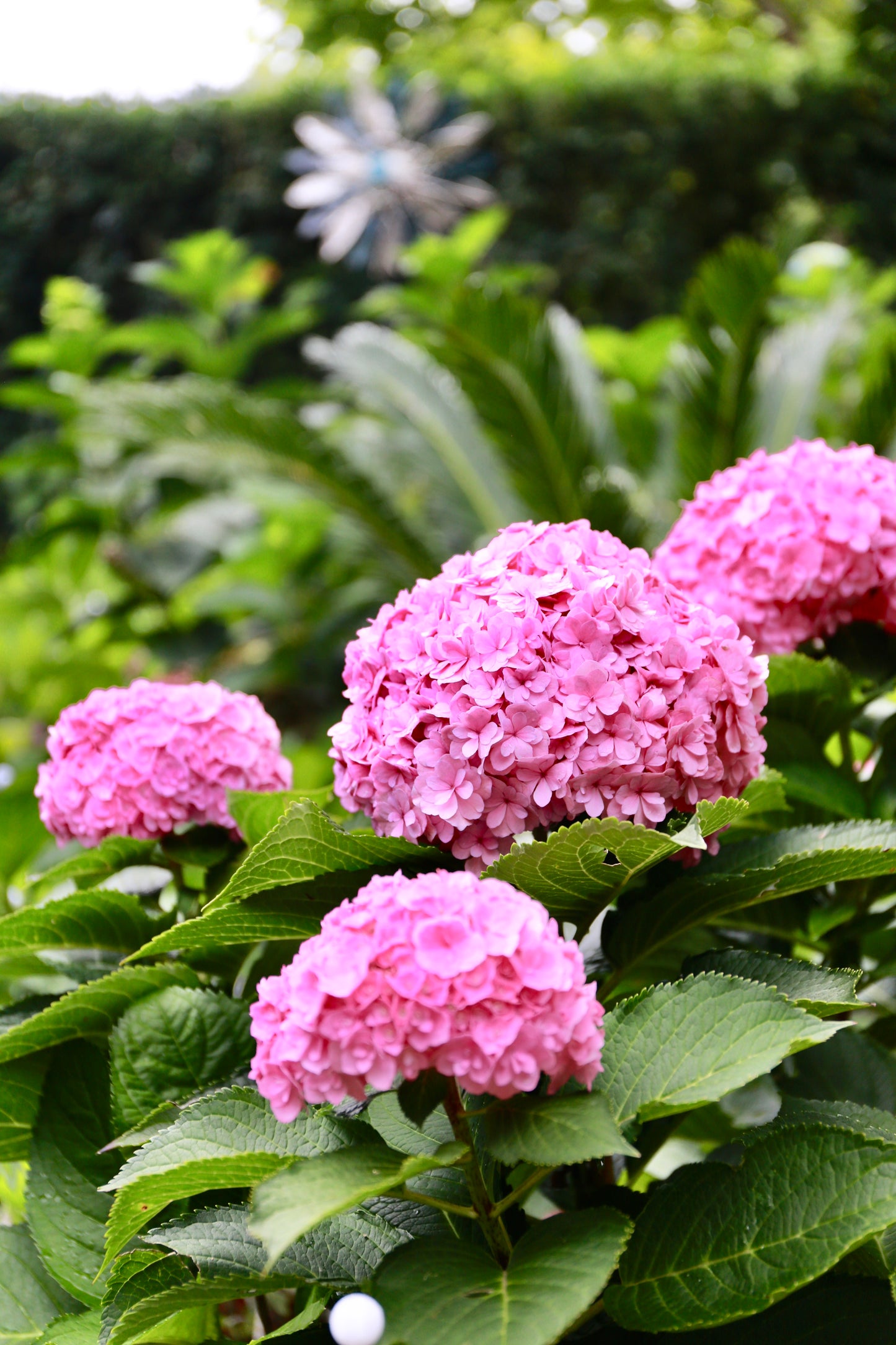 Hydrangea Galaxy