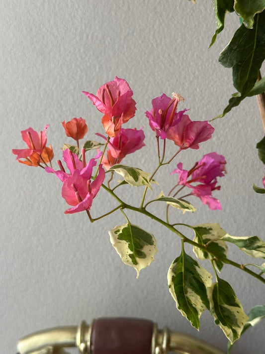 Bougainvllea Zambeezee