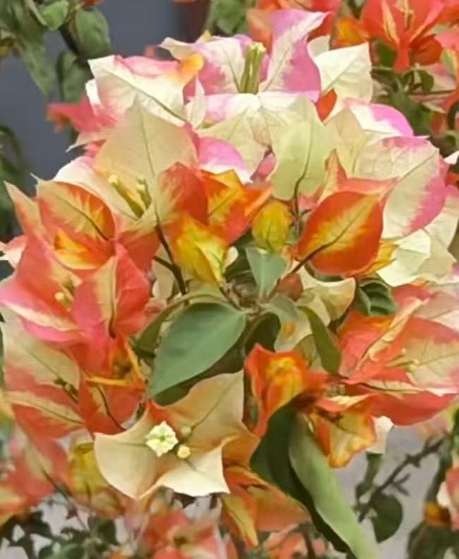 Bougainvillea Chitra Gold