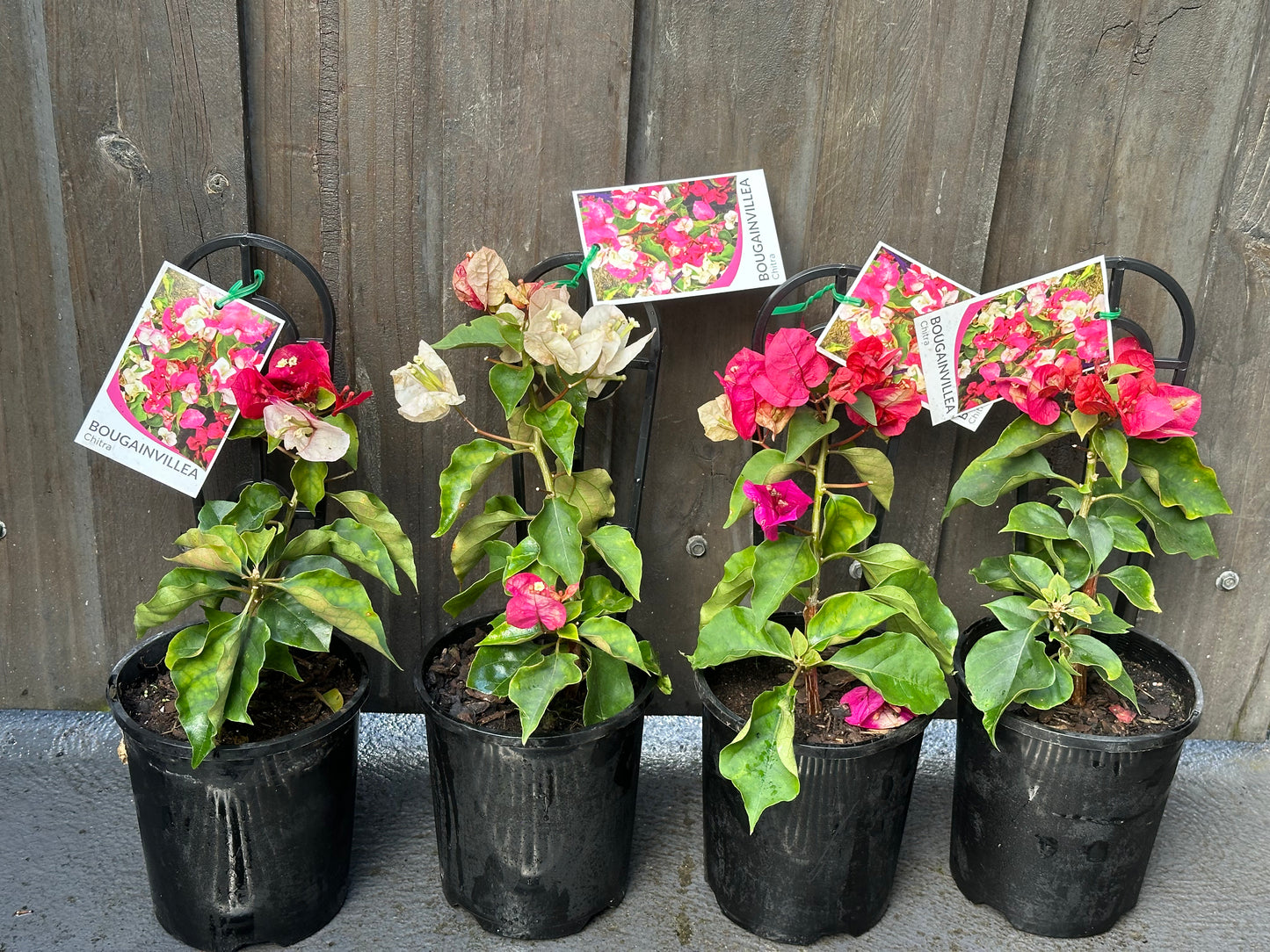 Bougainvillea Chitra