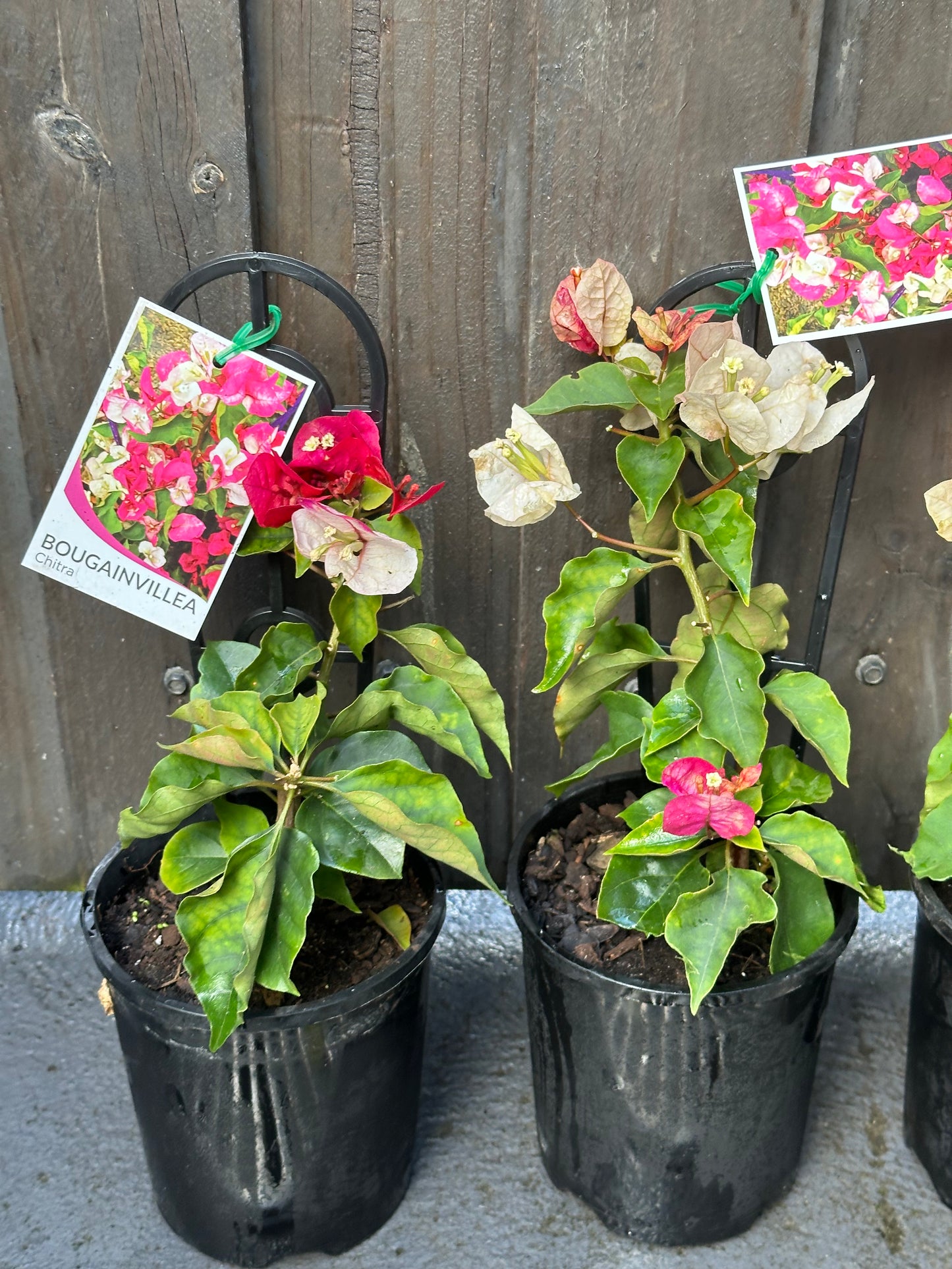 Bougainvillea Chitra