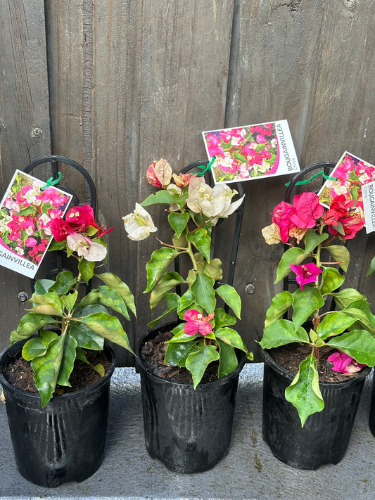 Bougainvillea Chitra