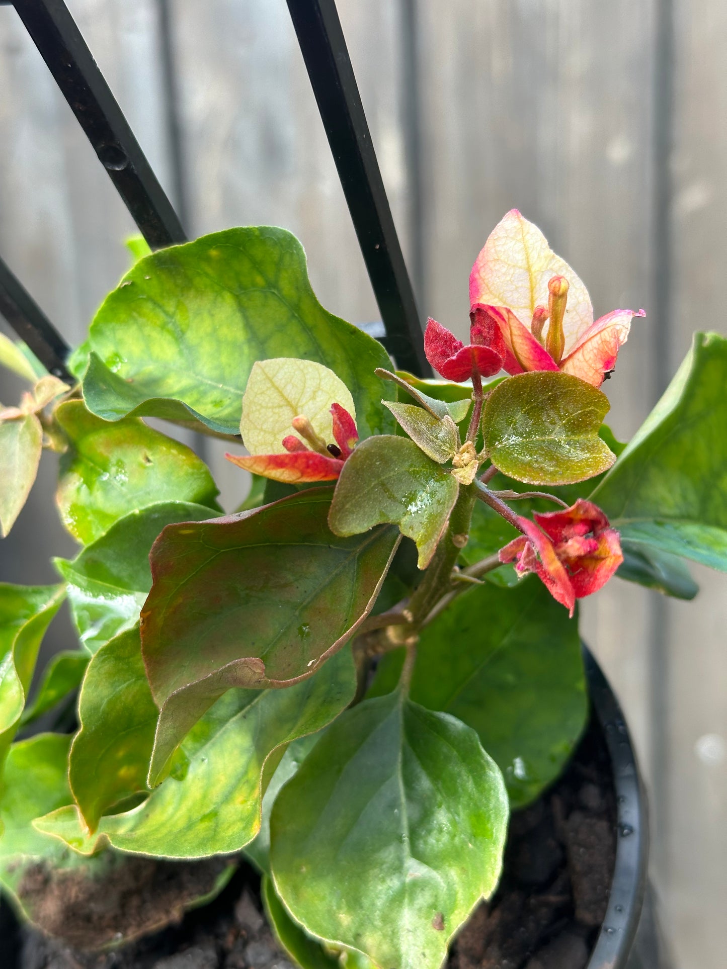 Bougainvillea Chitra