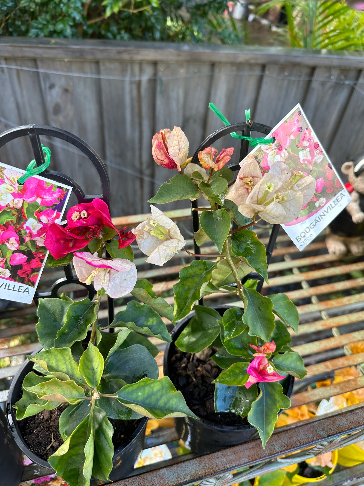 Bougainvillea Chitra