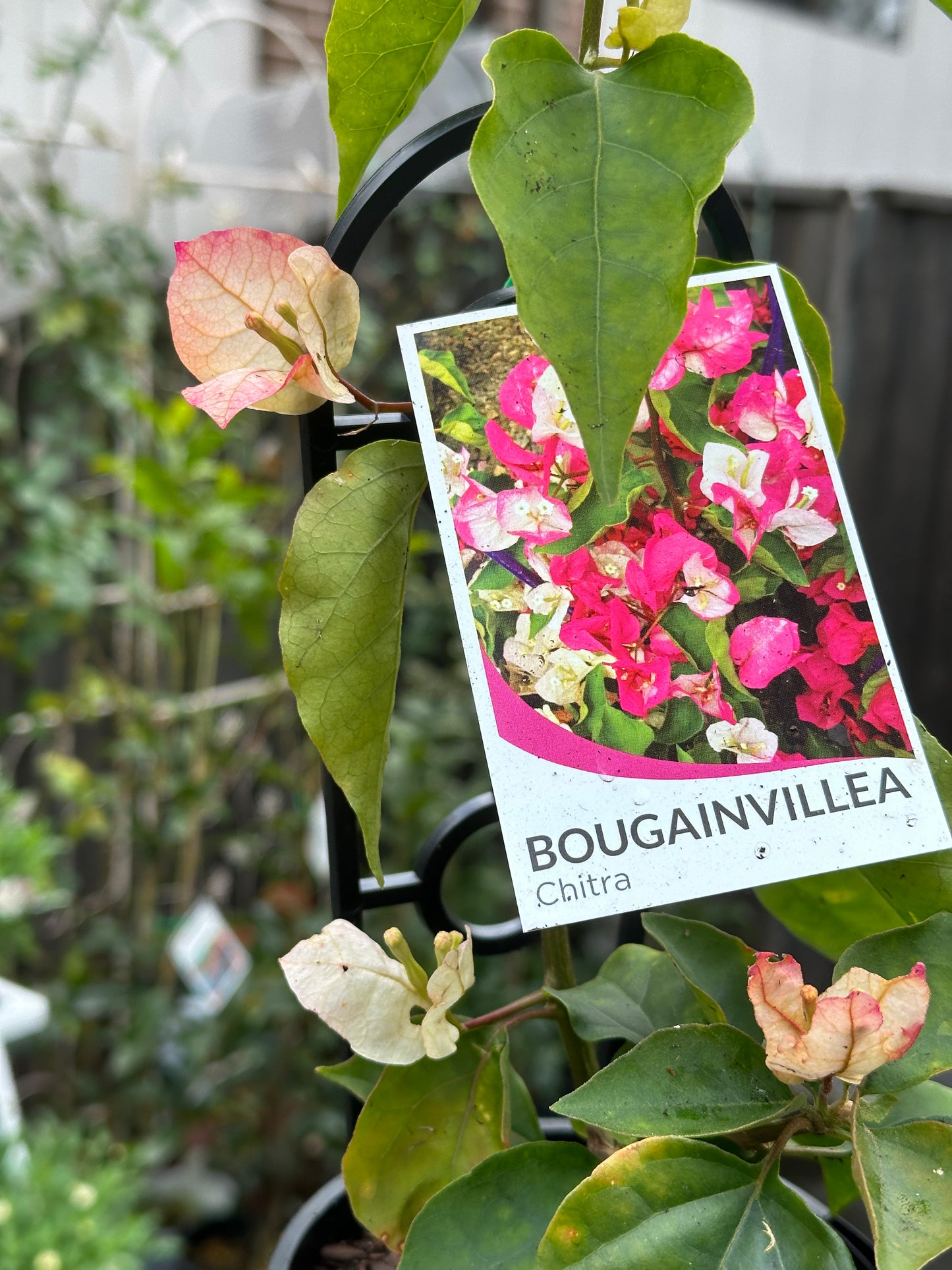 Bougainvillea Chitra