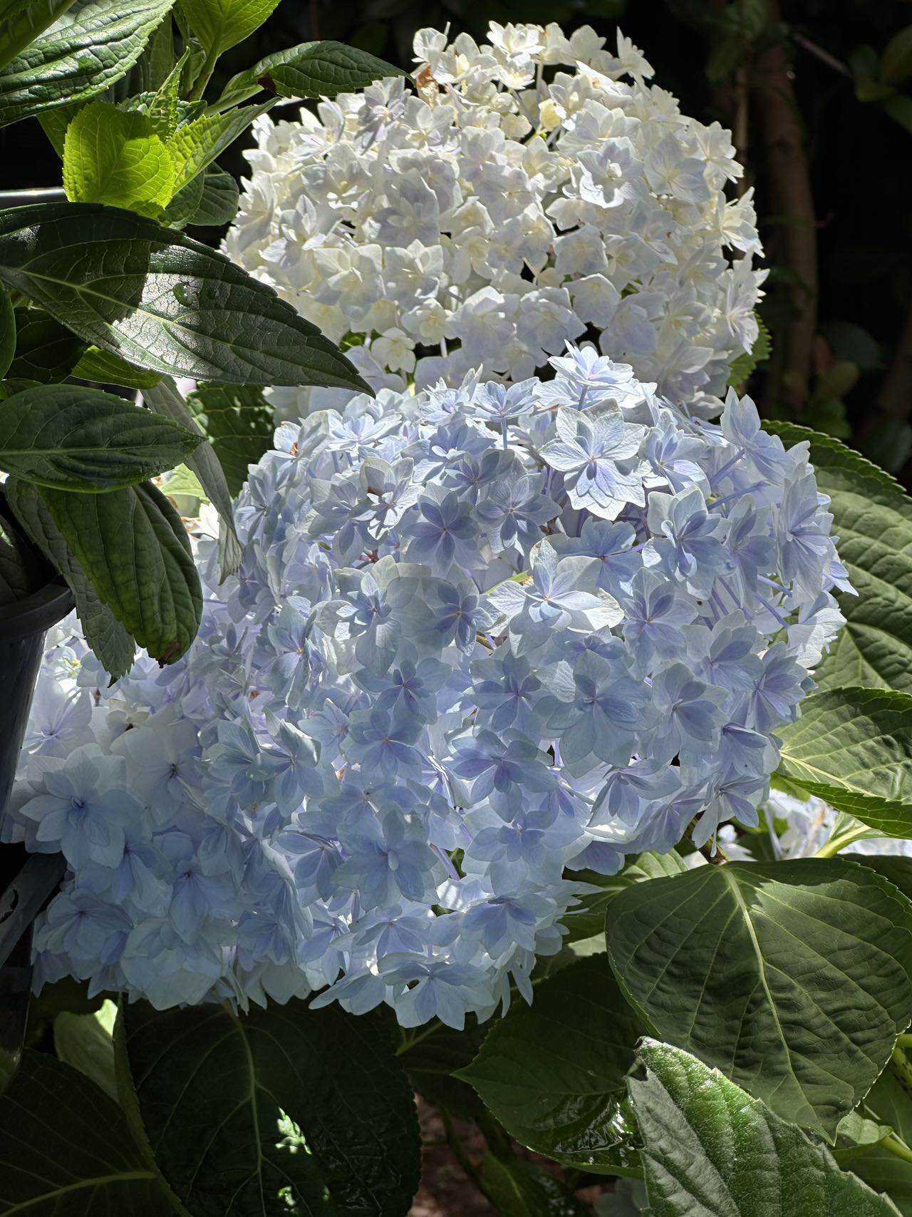 Hydrangea Peace