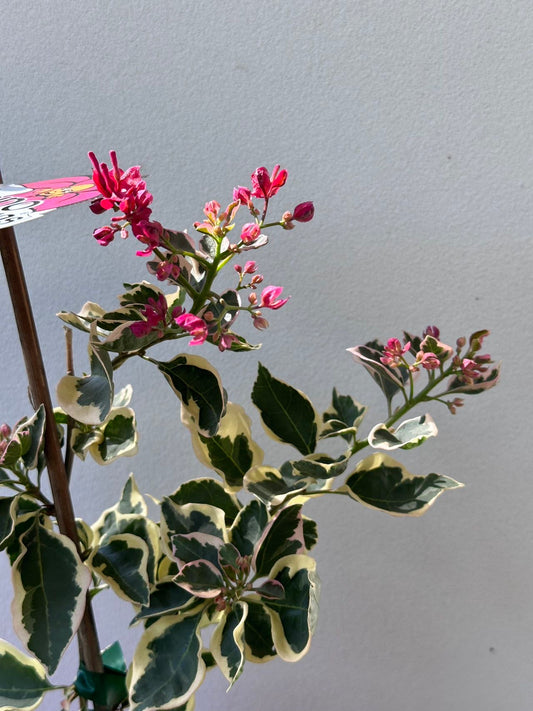 bougainvillea Jellibene