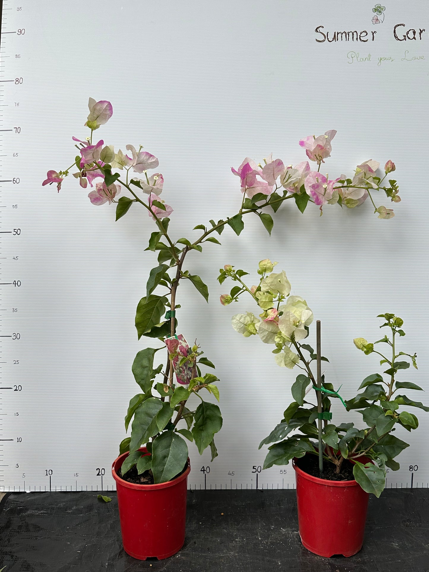 bougainvillea Ice Cream