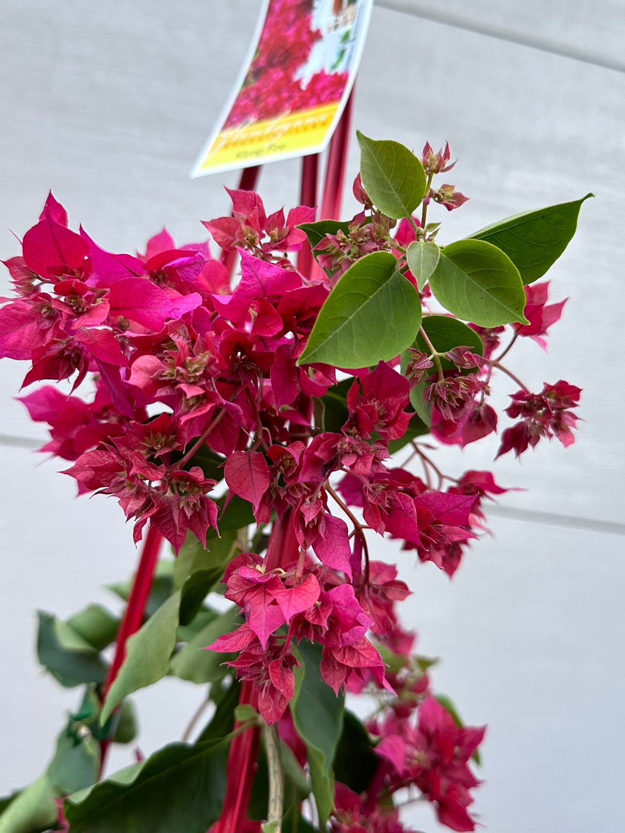 Bougainvillea Klong Fire