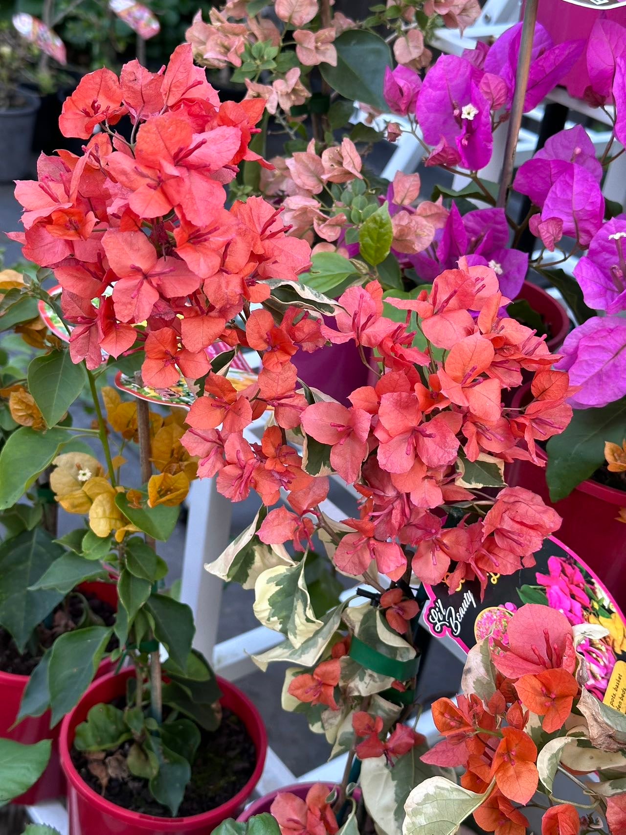 Bougainvillea Orange Ice