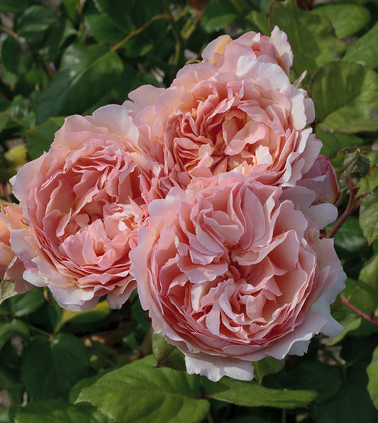 Princesse Charlene de Monaco rose bloom