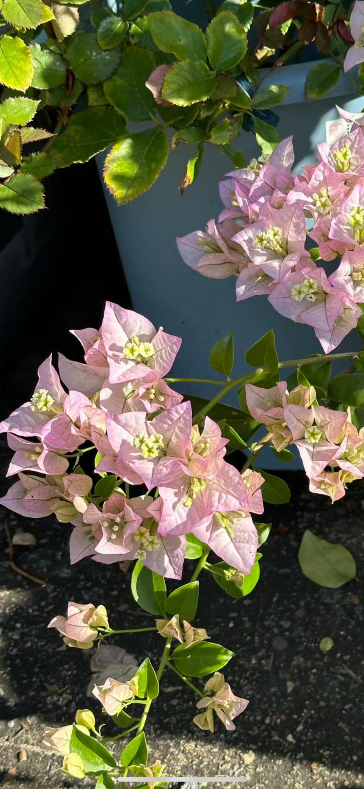 Bougainvillea Blush Cascade