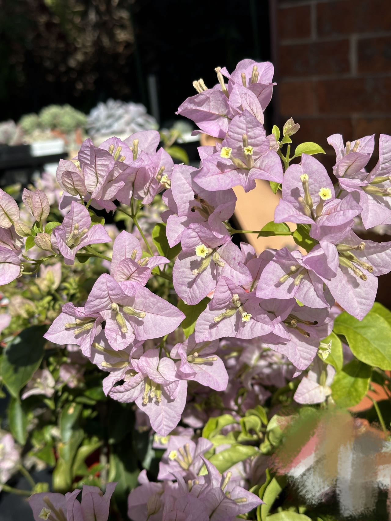 Bougainvillea Blush Cascade