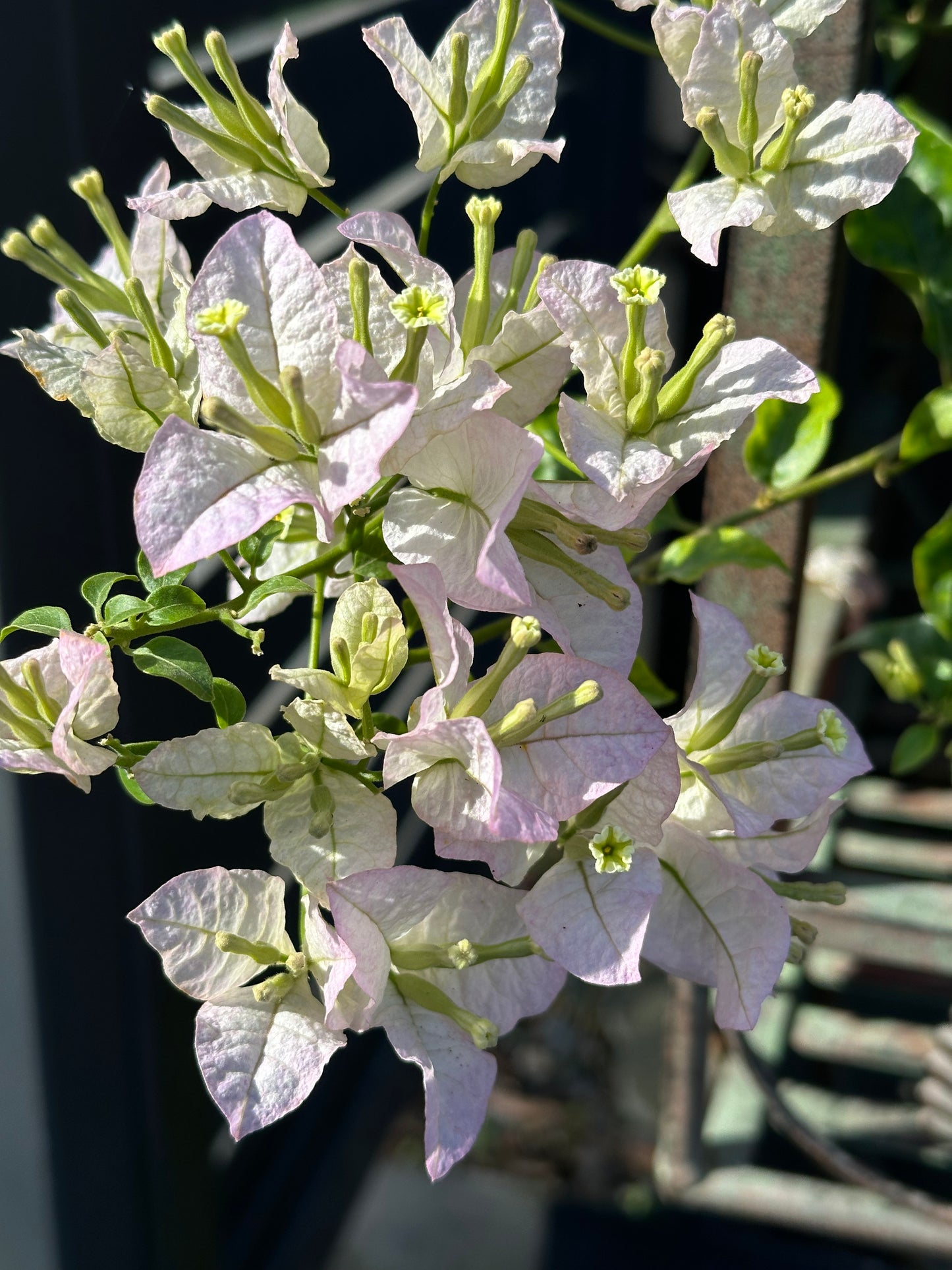 Bougainvillea Blush Cascade