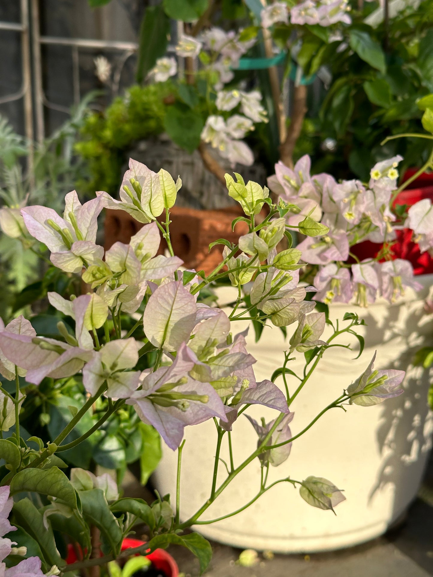 Bougainvillea Blush Cascade