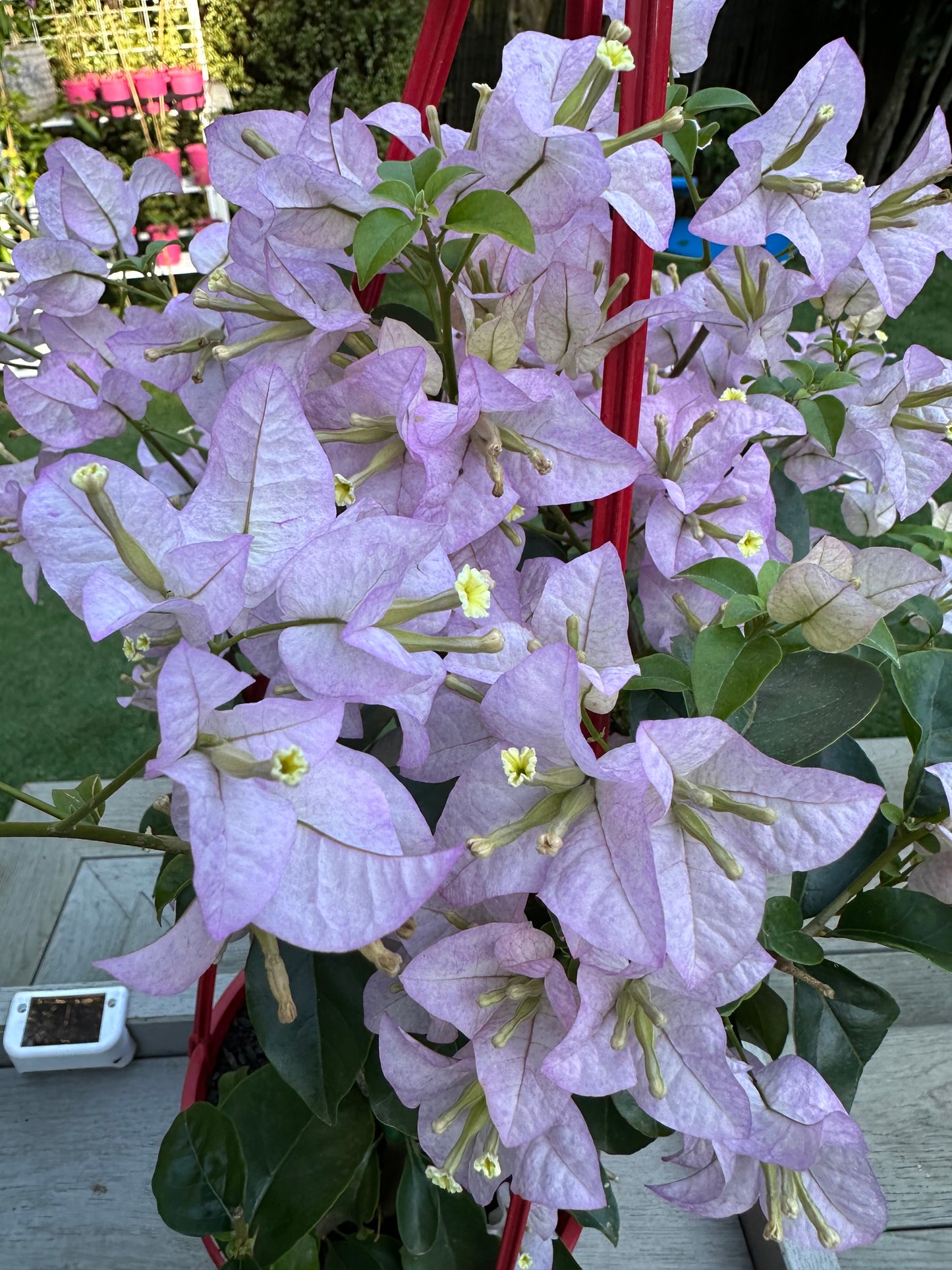 Bougainvillea Blush Cascade