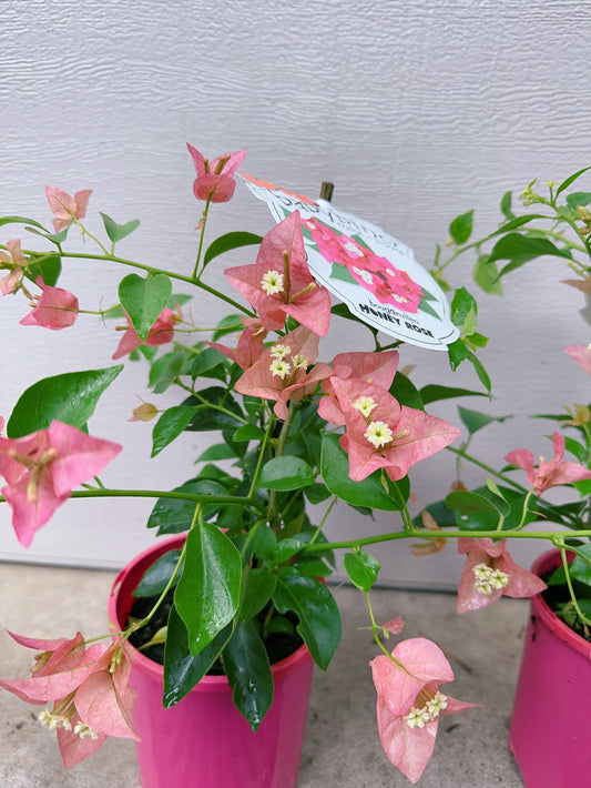 Bougainvillea Honey Rose