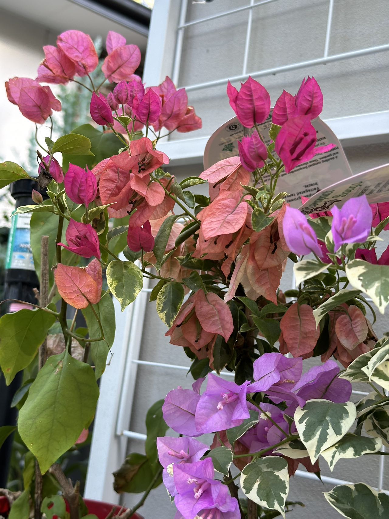 Bougainvillea Hot Pink Ice