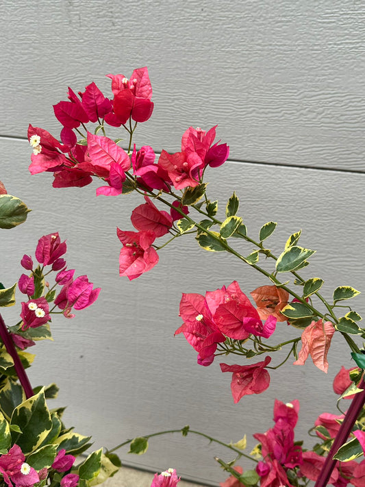 Bougainvillea Hot Pink Ice