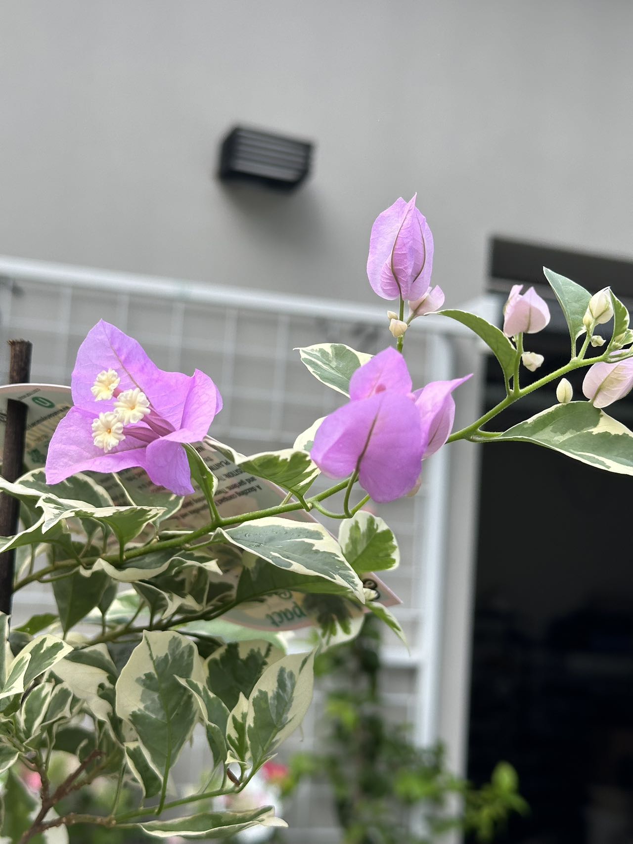 Bougainvillea Lavender Ice