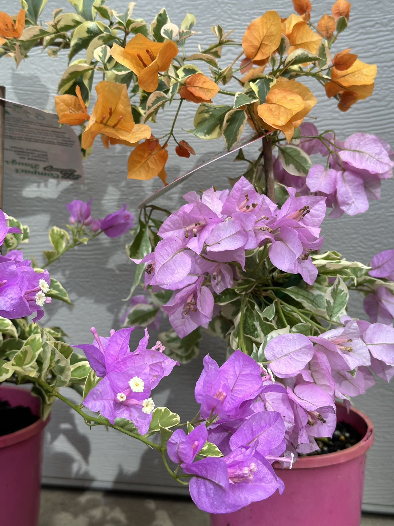 Bougainvillea Lavender Ice