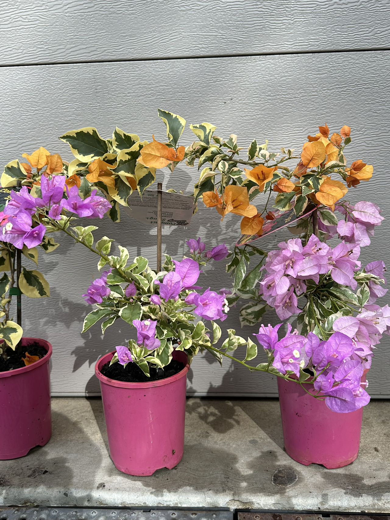 Bougainvillea Lavender Ice