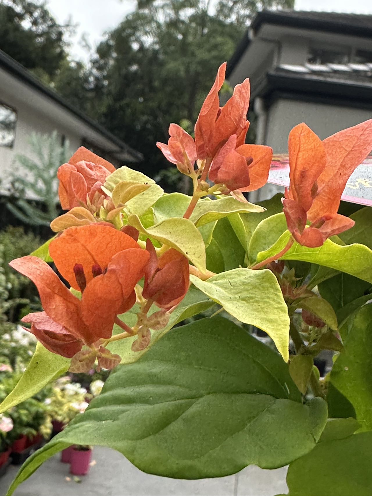 Bougainvillea Summer