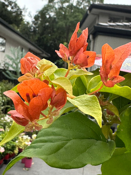 Bougainvillea Summer